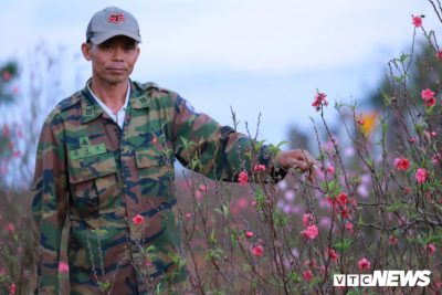 Hoa đào Nhật Tân khoe sắc trên đất Tây Nguyên chờ Tết