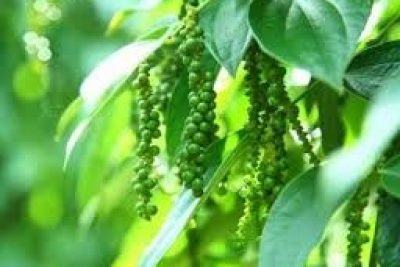 Thị trường hạt tiêu ngày 31/1 lặng sóng, giá đi ngang
